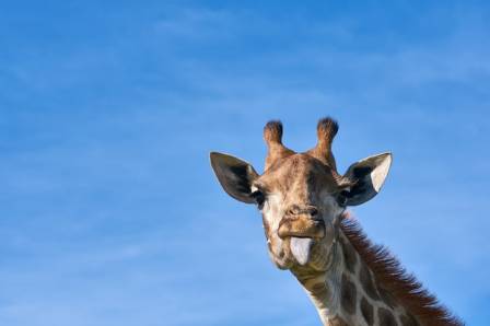 Top 5 Destinations to Observe Giraffes in Their Natural Environment