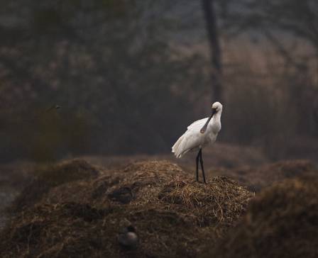 Comprehensive Guide to the Eurasian Spoonbill