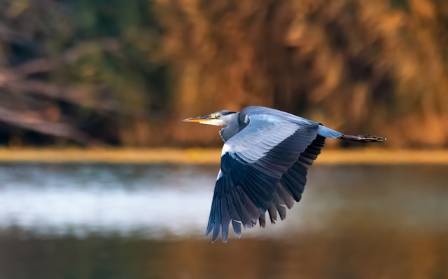 Essential Facts and Unique Behaviors of Global Seabirds