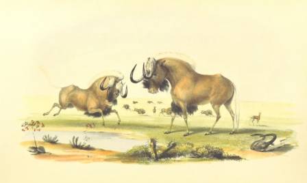 African animal art 