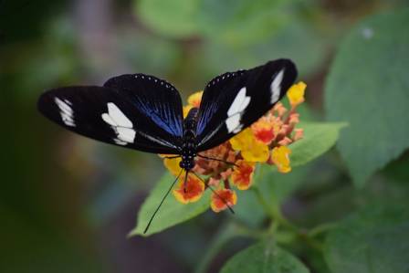 Nine Remarkable Realities of Butterflies