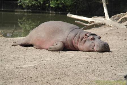 Ten Essential Facts About the Hippopotamus