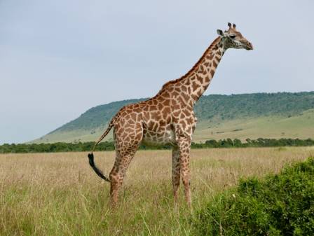 Why Giraffes Matter: Key Facts and Insights