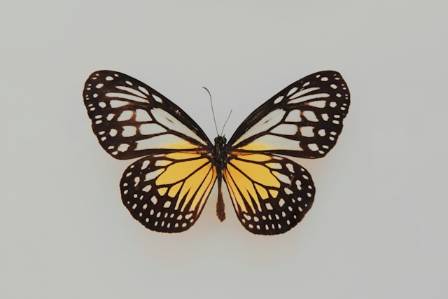 All About Butterflies