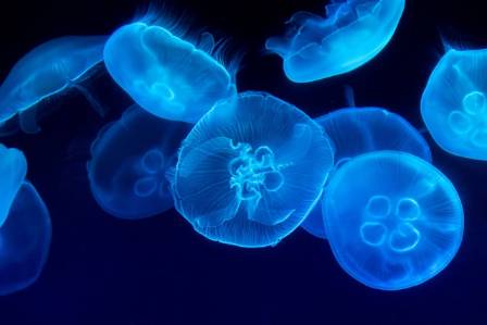 Jellyfish Can Learn from Mistakes—Even Without a Brain: A Breakthrough in Cognitive Biology
