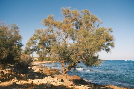 8 Coastal Trees That Brave Salt, Wind, and Storm