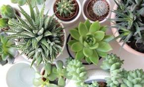 Nurturing Indoor Cacti: A Comprehensive Guide