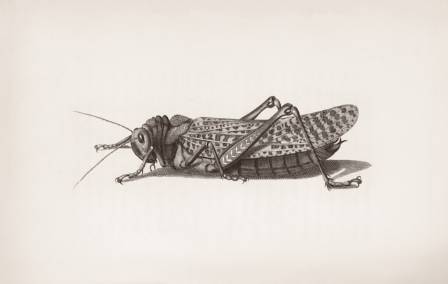 Artistic Guide to Illustrating Insects with Graphite