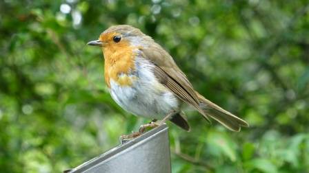 Types of Bird Habitats: A Comprehensive Guide