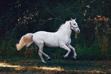 10 Fascinating Facts About Horses