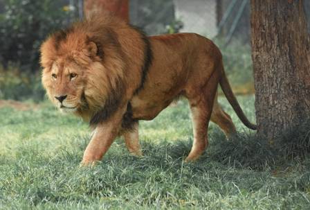 Different Types of Lions Around the World
