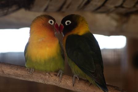 Black-cheeked Lovebird