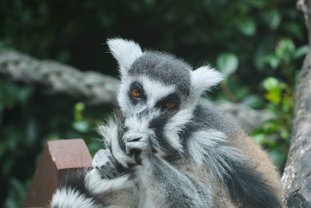 Λεμούριος με δακτυλιοειδή ουρά (Lemur catta) – Επισκόπηση είδους