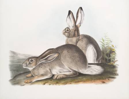 Guide to Creating a Realistic Rabbit Portrait with Graphite Pencils