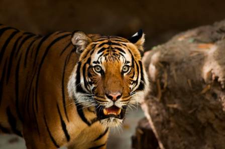 10 Fascinating Facts About Tigers – The World’s Most Iconic Big Cats