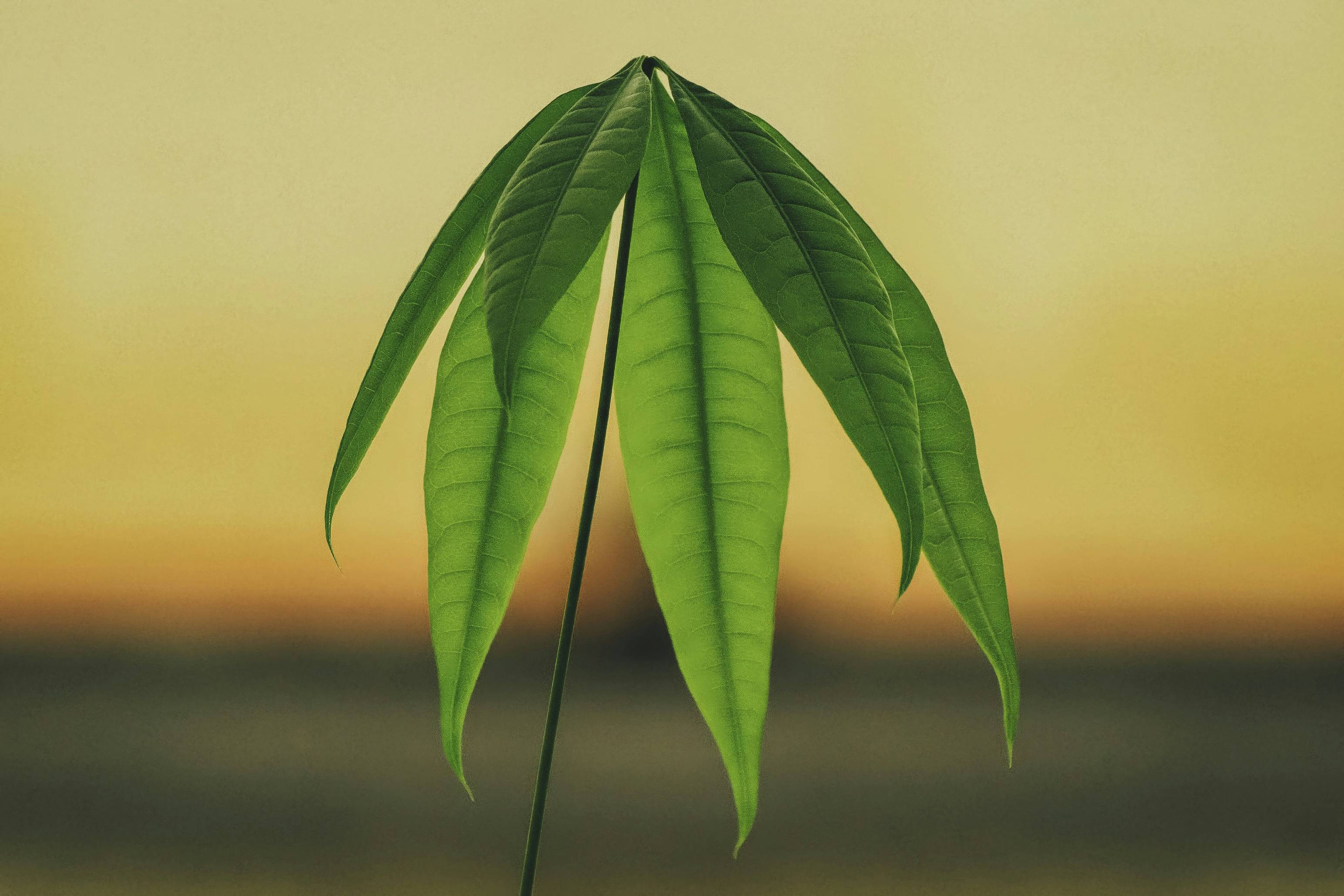 a close up of a green leaf on a plant