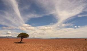 The Demise of Earth's Most Remote Tree: A Victim of Human Negligence