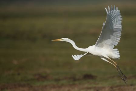 The Great Egret A Graceful Bird and a Story of Conservation Victory