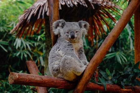 10 Fun Facts About Koalas