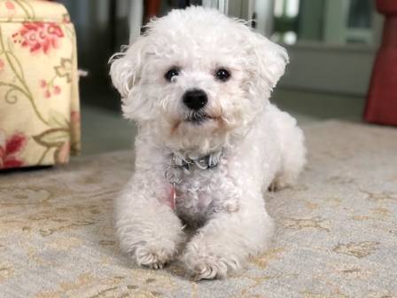 Understanding Bichon Frise Traits and How to Care for Them