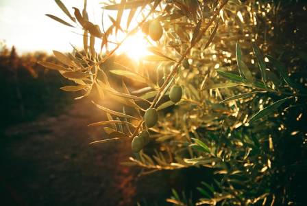 Five Renowned Varieties of Olive Oil