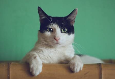 5 Fun Facts About Small Wild Cats