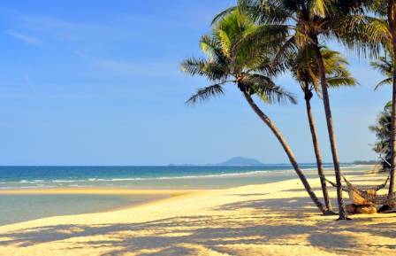 The Coconut: Symbol of the Tropics