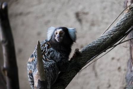 4 Things You Need to Know About Marmosets