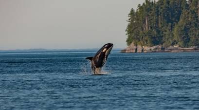 Orca vs. Great White Shark: Unraveling the Ocean's Apex Predator