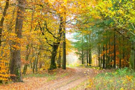 The Forest Path — A Journey Through Life