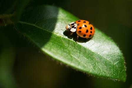 Charming Garden Allies: The Ladybug 