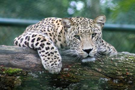 The Wild Design: How the Leopard Got Its Spots